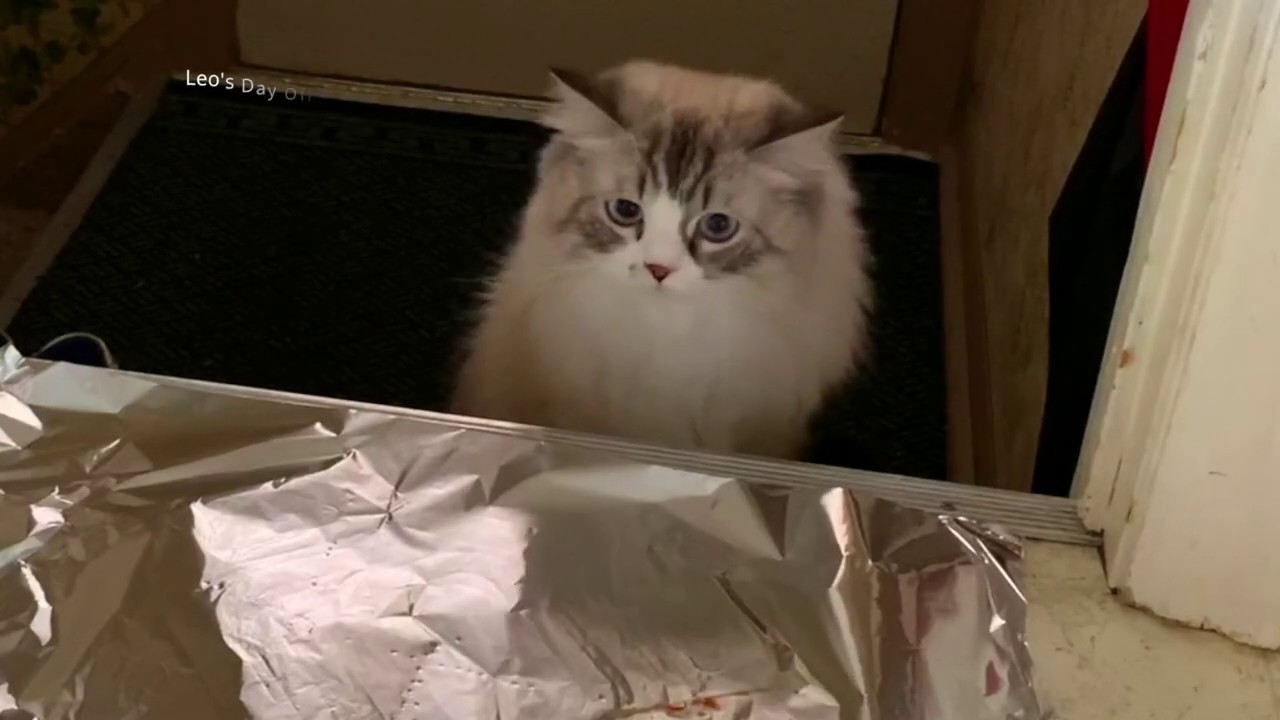 Leo And The Foil Challenge