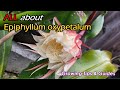 How to correctly grow epiphyllum oxypetalum queen of the night growing tips and secrets 