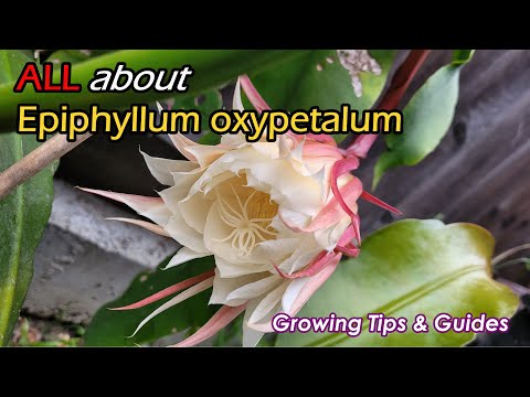 How To Correctly Grow Epiphyllum Oxypetalum