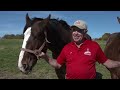 The Budweiser Clydesdales at the Warm Springs Ranch