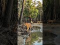 সুন্দরবনের বাঘ #shorts #shortsfeed #ytshorts #viralvideo #youtubeshorts #tiger #trending #reels