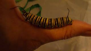 Monarch caterpillar, all wound up about something