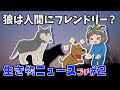 オオカミは人間にフレンドリー!?人間と犬のように遊ぶことは出来るのか?【いきものニュースプチ#2】@henchrou