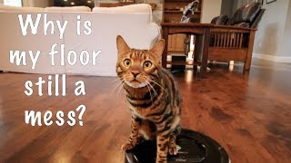 Roomba Bengal Cat Rides Again