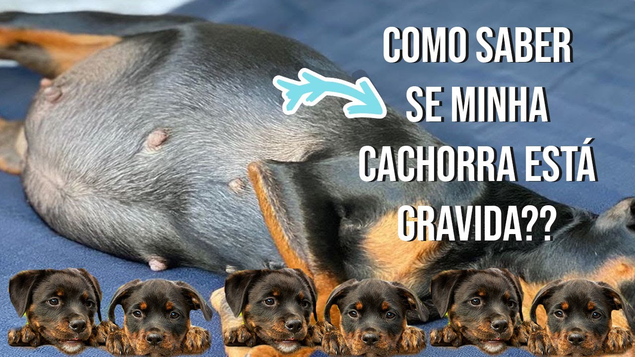 COMO SABER SE MINHA CACHORRA ESTÁ GRAVIDA? YouTube
