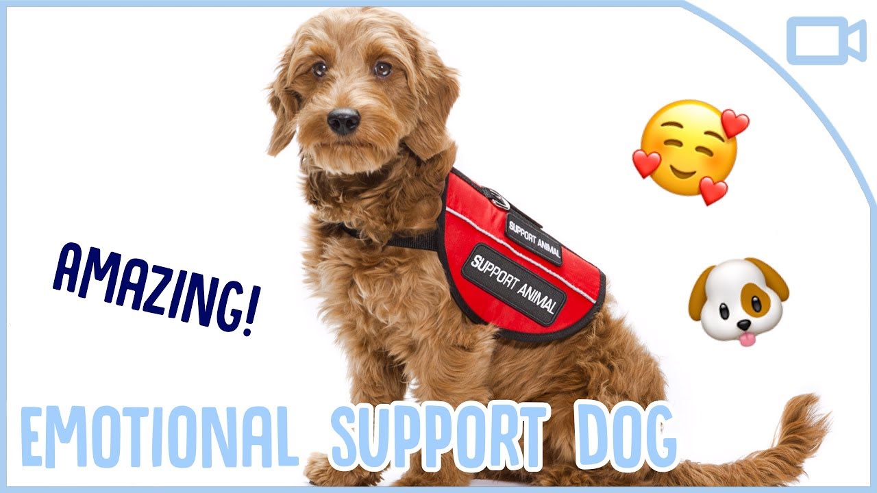 support dog