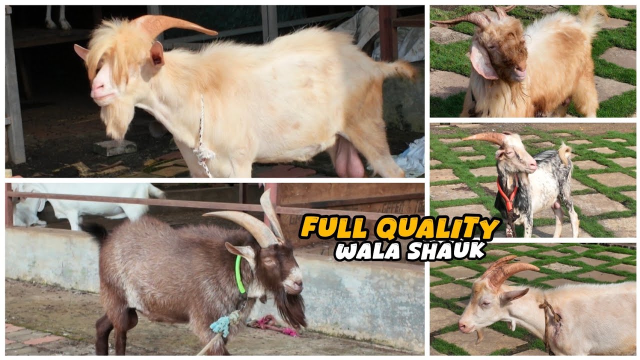 100% Pure Quality Sanin Bakre😍 || Al Mehtab Goat Farm