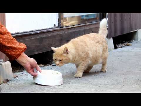 野良猫のお食事　200510