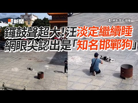 廟會敲鑼打鼓！知名邯鄲狗淡定繼續睡😴｜寵物動物｜狗狗｜福安宮｜精選影片