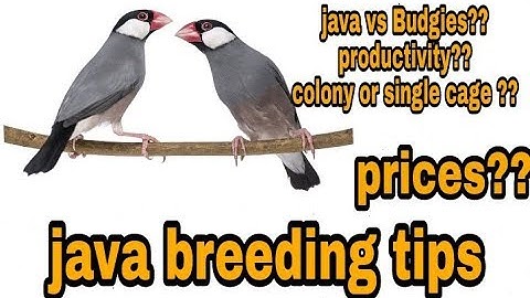 Go for Java birds blindly | reason explained java breeding tips || java vs Budgies