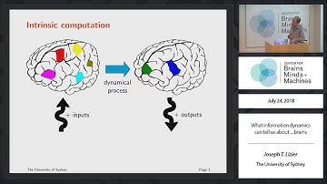 What information dynamics can tell us about ... brains