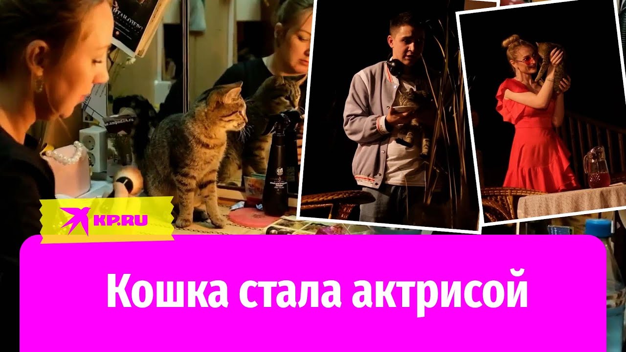 Кошка Муся стала актрисой Ачинского драматического театра