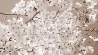 春風 - Rihwa（リファ）（フル）