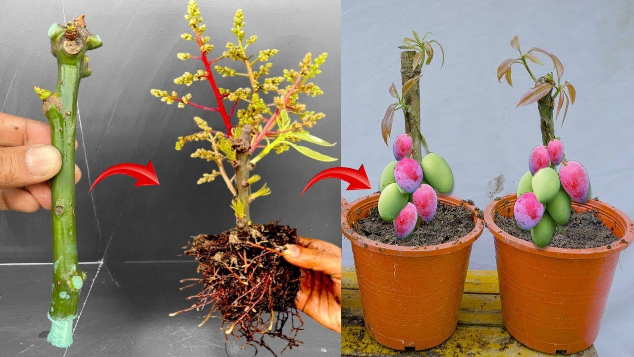 The technique of propagating mango trees with onions stimulates rooting ...