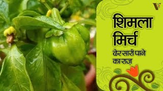 जाने एक पौधे से ढेर सारी शिमला मिर्च पाने का राज़ I Secrets to get a lot of capsicum from a plant