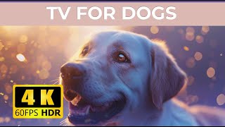 [LIVE] Dog MusicRelaxing Calming MusicCure Separation Anxiety Music to Calm Dogs60 FPS HDR