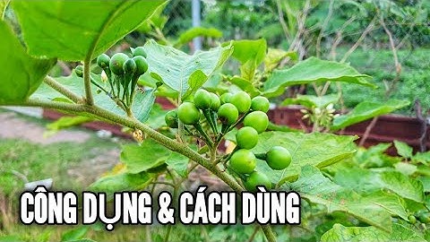 CÀ DẠI HOA TRẮNG CÔNG DỤNG VÀ CÁCH DÙNG BẠN NÊN BIẾT