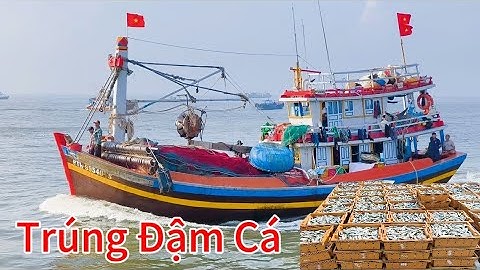 Đoàn Ghe Lưới Rút Trúng Đậm  Hàng Tấn Cá Nục Cá Ngừ Cá Cơm