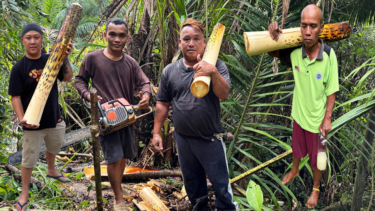 ASTAGA HAMPIR JATUH JURANG AMBIL UMBUT PANTU DI KEBUN AYAK BRO // PANSUH BABI CAMPUR UMBUT //