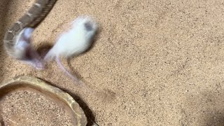 red diamondback rattlesnake instant stretchs a rat!