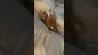 Cat Laying On Its Back While Pushing Its Legs Upwards