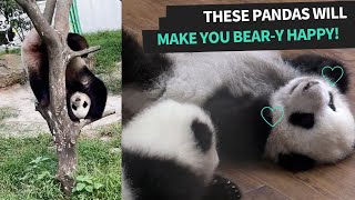 Cute Panda Videos | Panda Bears Are The BEST by Animal Antics 160 views 2 years ago 3 minutes, 31 seconds