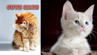 Baby Cats - Cute & Funny Cats Videos Compilation