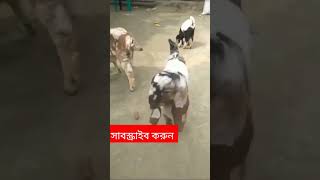 আলহামদুলিল্লাহ, খুব সুন্দর একটা ভিডিওshortvideo youtubeshorts viral islamic