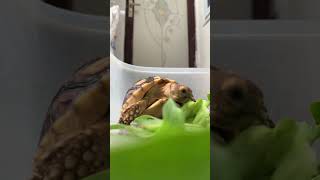 Feeding time for Baby Sulcata #sulcatatortoise #pettortoise #tortoise