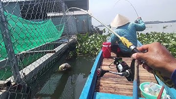 🍺🍺Câu Tôm Sông Tiền Kéo Sương Sương #cùlaotâyvlog