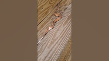 #snake #ballpythonmorph  #warning #live #feeding #feed #feedshorts #shortvideo #shortsfeed #shorts