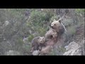 Anne Ayıyı Yavrularını Emzirirken Görüntüledim / I Caught Mother Bear Breastfeeding Her Cubs