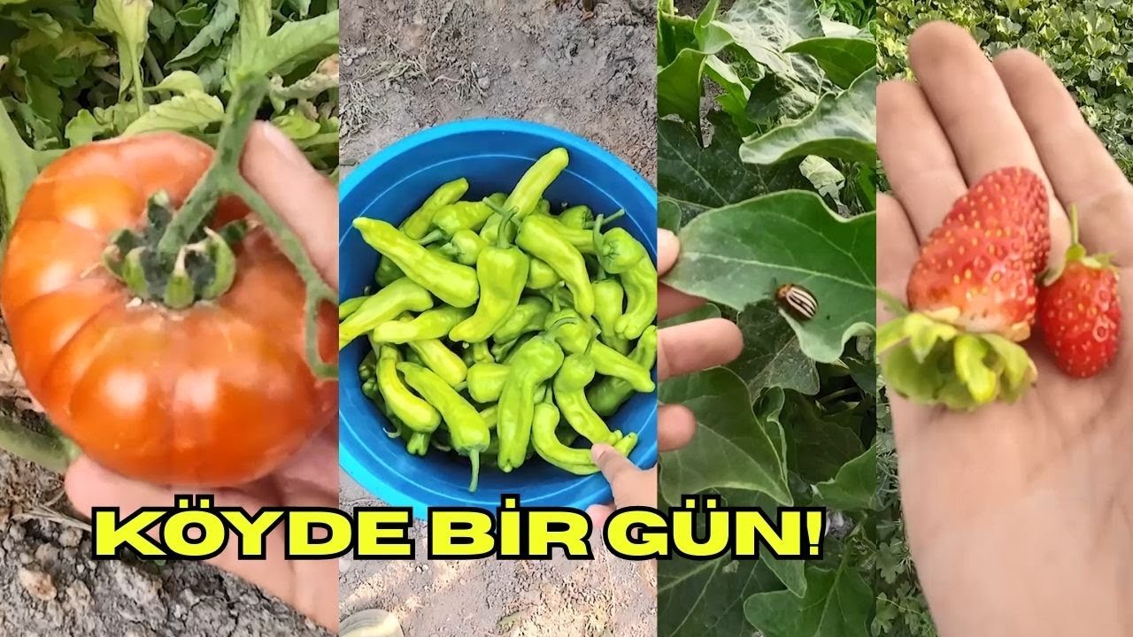BAHÇEDEN KİLOLARCA BİBER! İLK BAREBÜTÜNLER! TARLALAR ARTIK SAPSARI!
