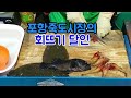 광어 우럭 능숙한 회뜨기 달인