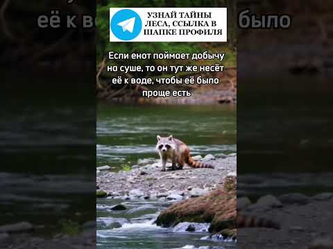 Енот ест добычу возле реки #енотик #енотполоскун #животные #лес #природа