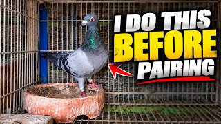 I Do This BEFORE Pairing My Racing Pigeons