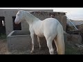 Pure Nukra White Color horse for sale in pakistan.,03464084610  نکراسفیدرنگ کاگھوڑابراےفروخت
