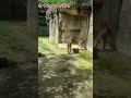 【八木山動物園】サン君、ナオちゃんの後を追いかける❣️