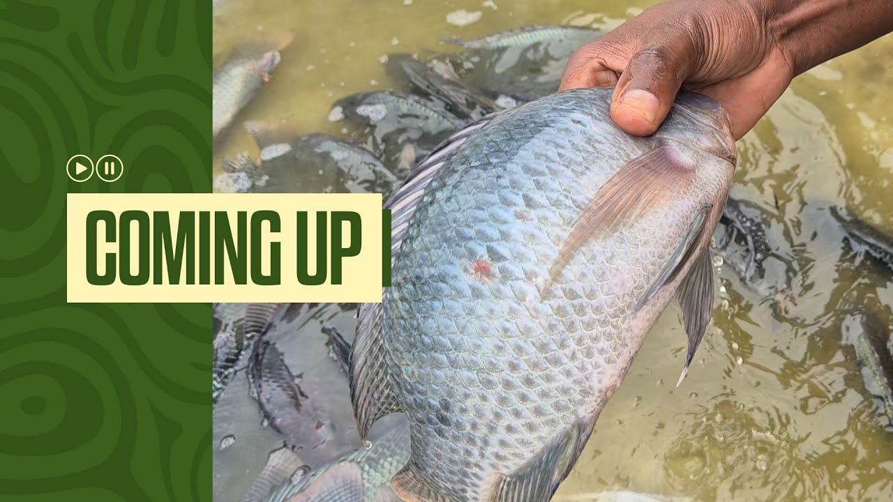 ENGEGE ZAFFE ZIKUZE! KADDE KA KWEYAGALA. KOLA BINO OFUNEMU!