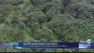 Rapid Ohia death detected in 5th tree on Oahu