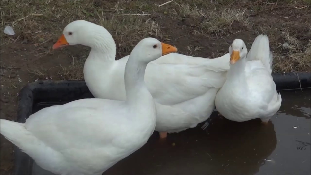 Weisse Gänse baden im Gartenteich YouTube
