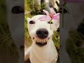 Cute dog অস্থির হাসি 🤪#bangladesh #cutedog #cuteanimals @GSeriesBanglaNatokTelefilm @YouTube