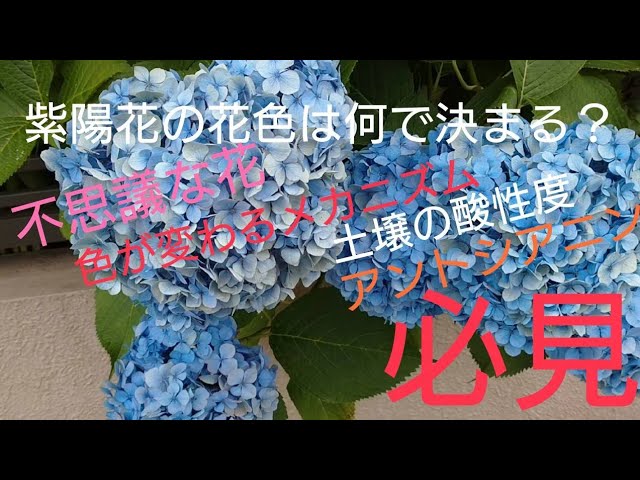 アジサイ #紫陽花 #花の色は何で決まる？ ＃アントシアニン ＃不思議な