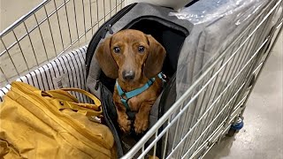 Mini dachshund goes to IKEA!