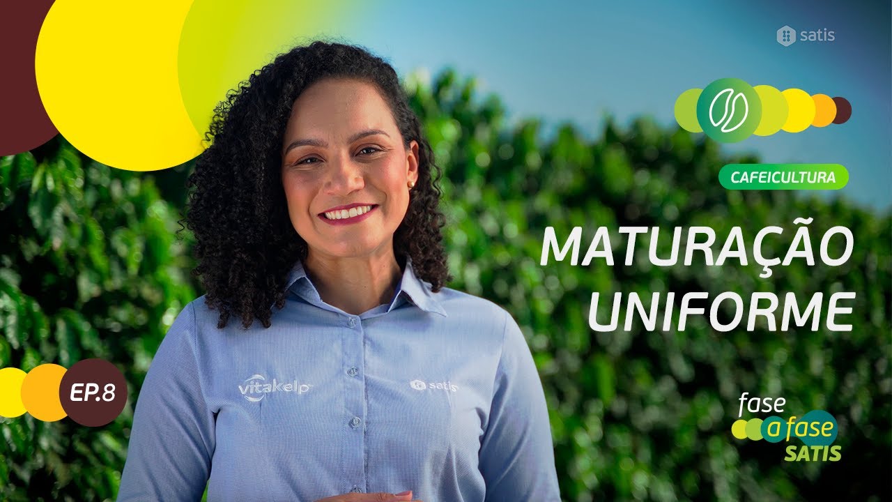 Café: Maturação uniforme - Episódio 8 - Fase a Fase Satis