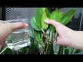 4 Parts of Zz Plant & Water Propagation of Cuttings の動画、YouTube動画。