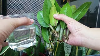 4 Parts of Zz Plant &amp; Water Propagation of Cuttings
