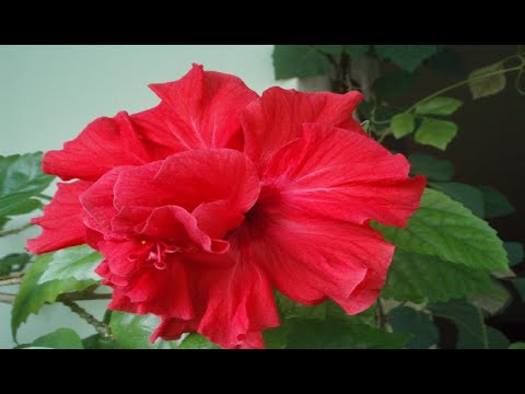 Video: Hibiscus Chinese