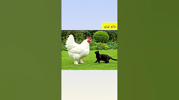 دجاجتي الكبيره 