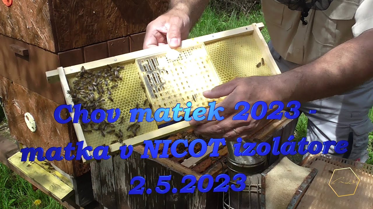 Chov matiek 2023 - matka v NICOT izolátore - 2.5.2023